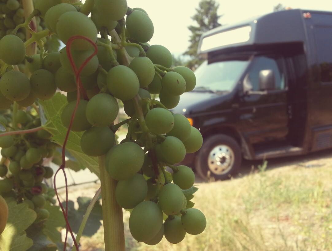 Kelowna Limo wine tours grapes vineyard shuttle bus