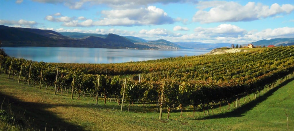 okanagan vineyard